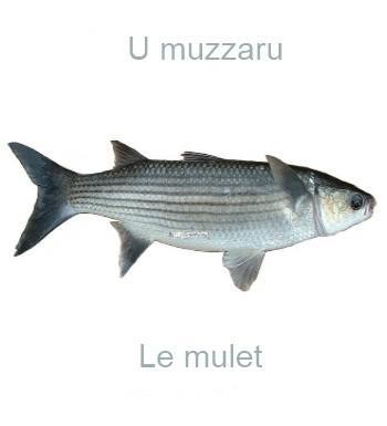 584lemulet-350x385
