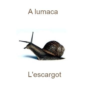 313lescargot-350x385