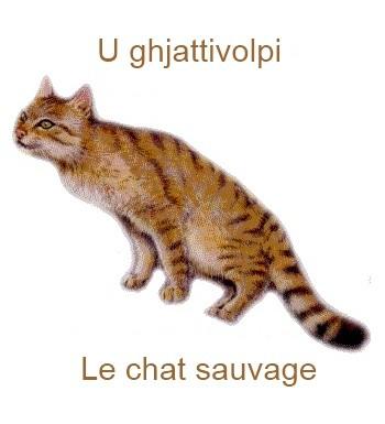 251lechatsauvage-350x385