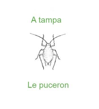 362lepuceron-350x385