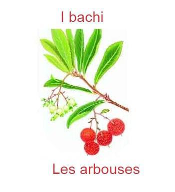 533lesarbouses-350x385