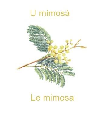 864lemimosa-350x385