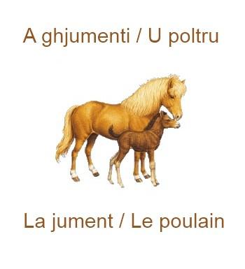 108lajumentetlepoulain-350x385