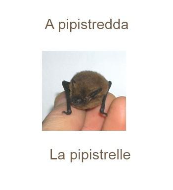 604pipistrelle-350x385