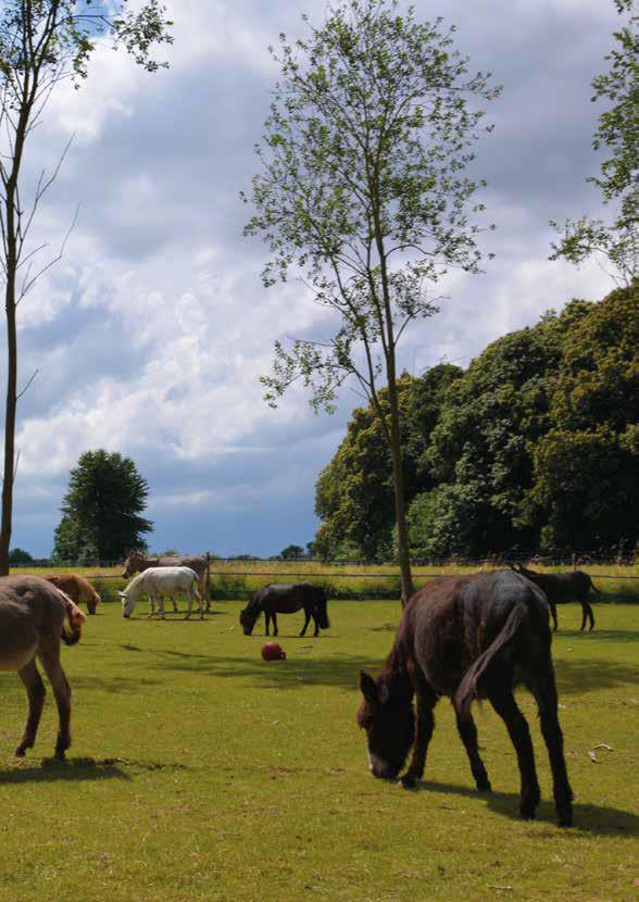 Les poilus du blé