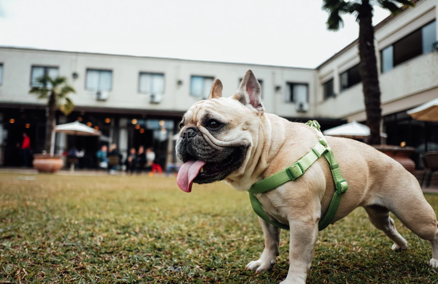 La journée du chien ! Une après-midi entièrement consacrée à nos compagnons à quatre pattes.