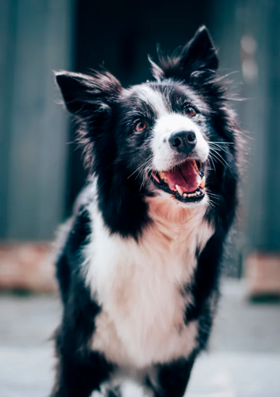 La journée du chien ! Une après-midi entièrement consacrée à nos compagnons à quatre pattes.