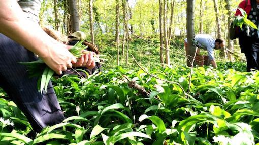 Atelier Cuisine Sauvage à Wavre