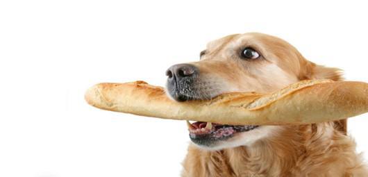 L'alimentation naturelle pour chiens et chats : tout ce que vous devez savoir pour prendre soin de votre compagnon