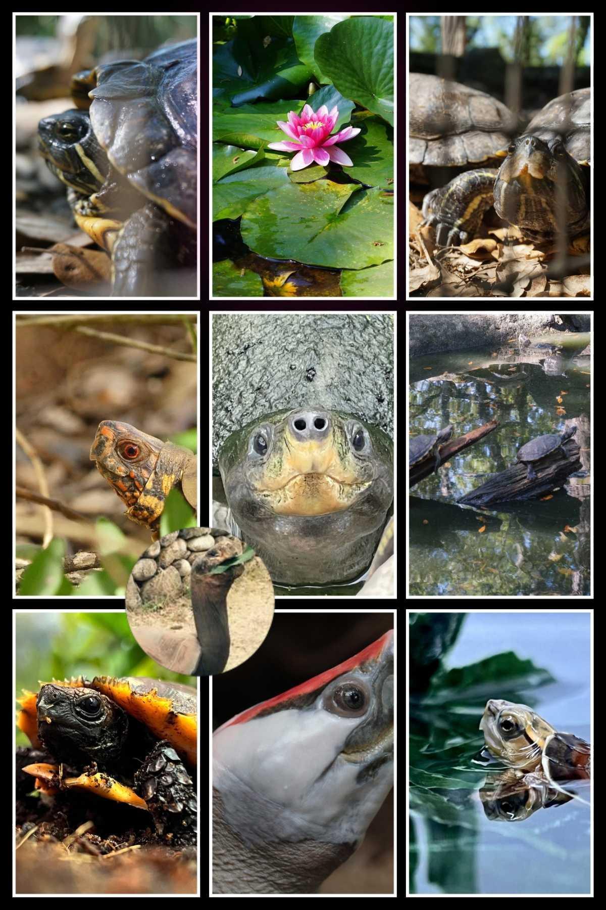 A Cupulatta Parc des Tortues