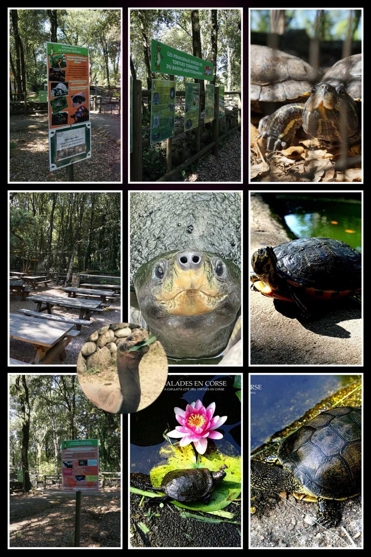 A Cupulatta Parc des Tortues A Cupulatta Parc des Tortues