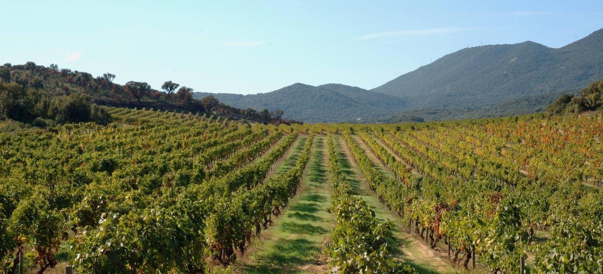 Domaine Fiumicicoli