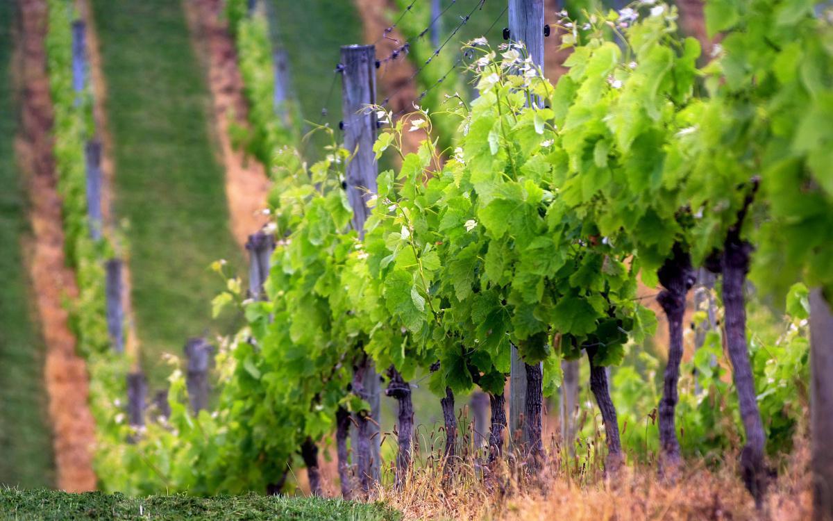 Domaine de La Punta