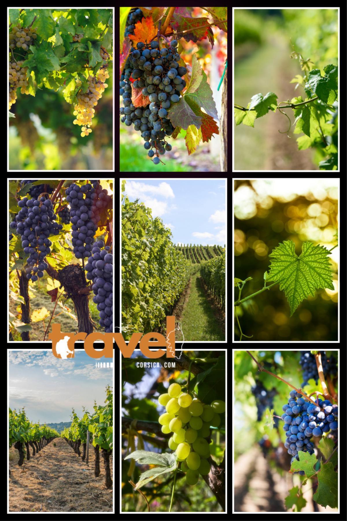 Domaine Antoine Arena