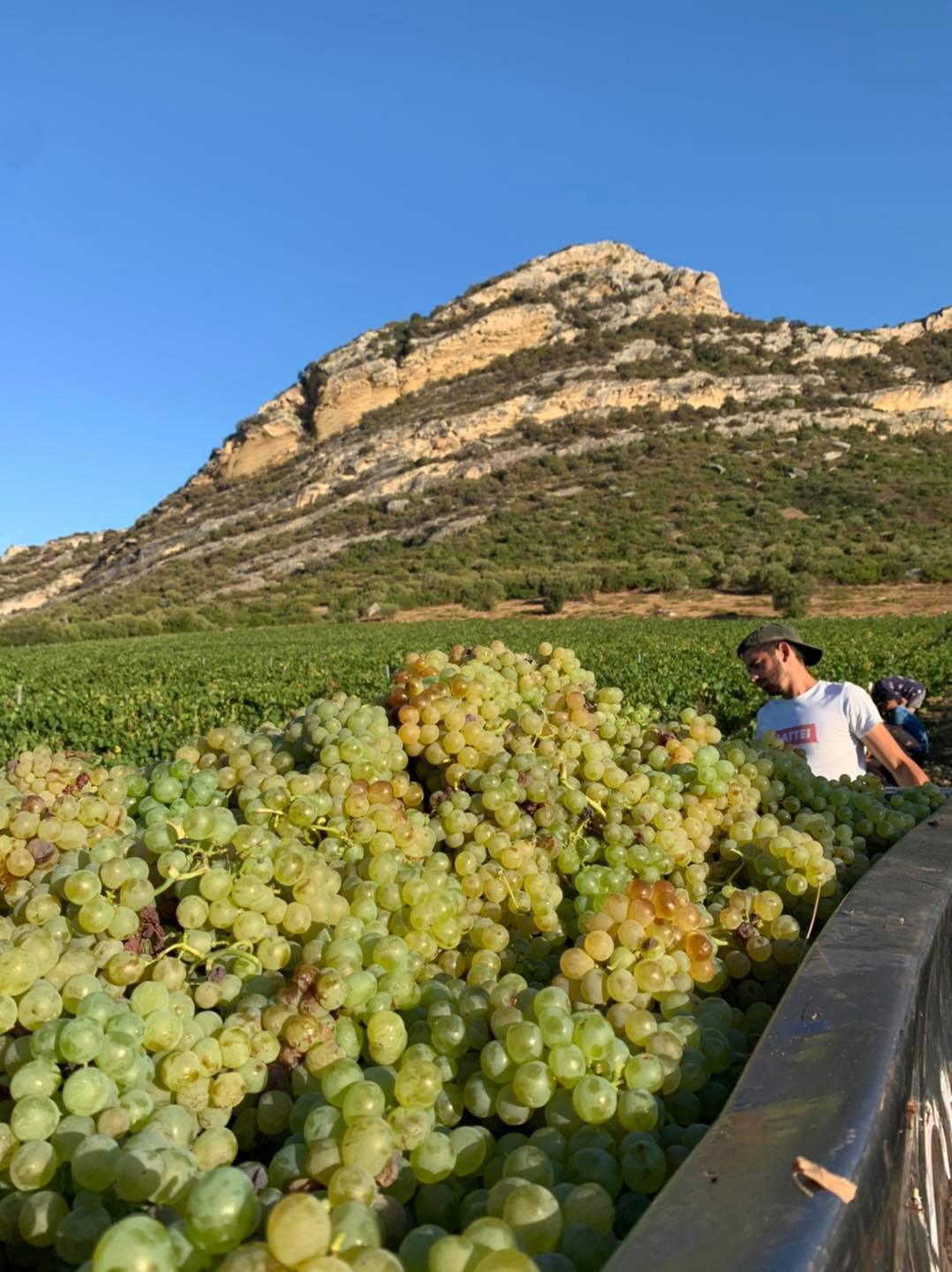 Clos Marfisi 
