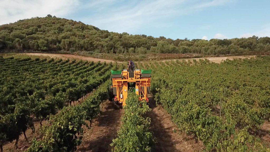 Domaine Renucci Domaine Renucci