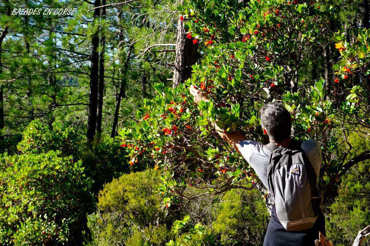 L’ Arbousier, l’arbuste multifonction du maquis Corse
