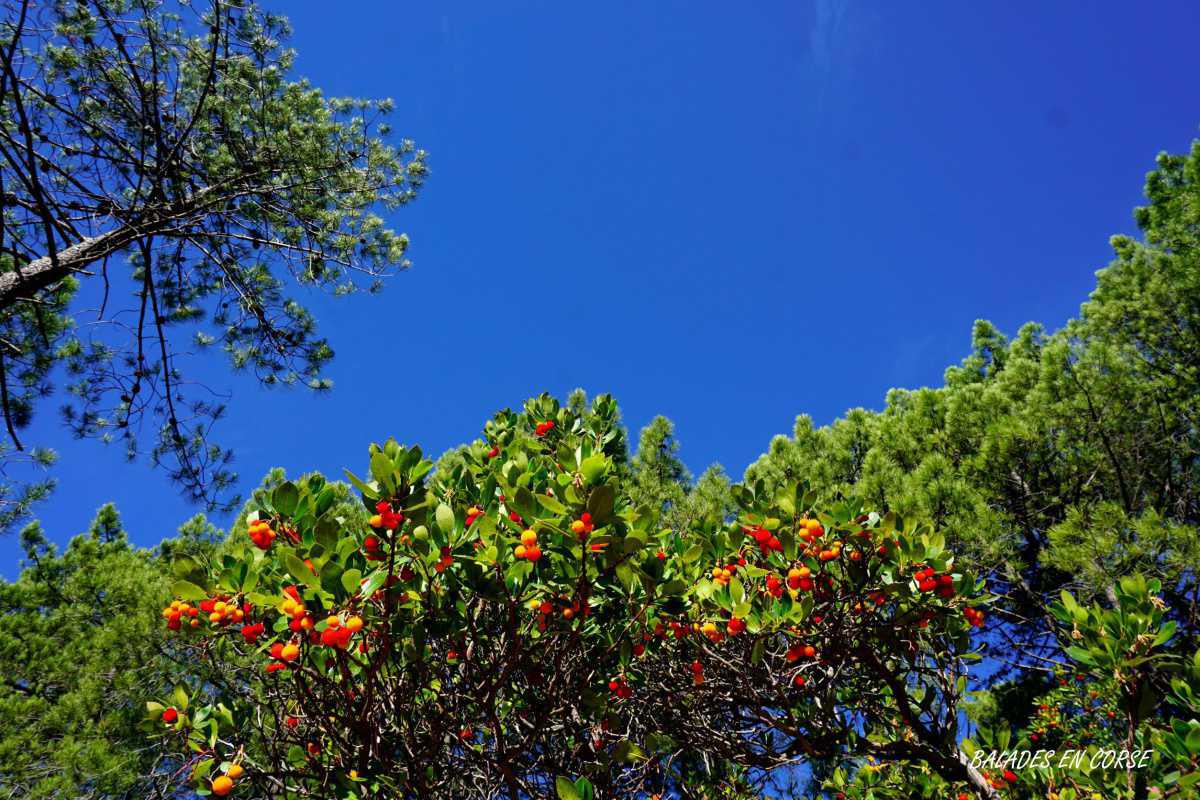 L’ Arbousier, l’arbuste multifonction du maquis Corse