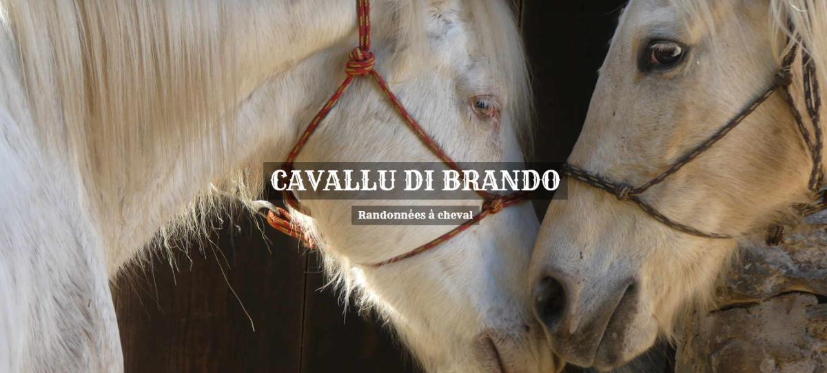 Cavallu Di Brando Cavallu Di Brando
