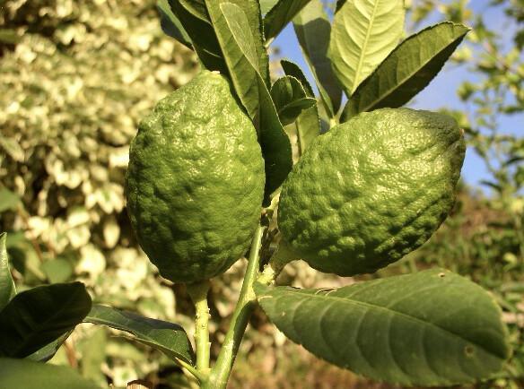 Les Cédrats du Cap Corse
