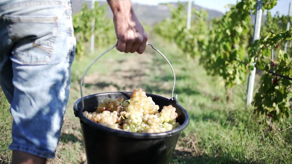Domaine Renucci | Rencontre & Visite