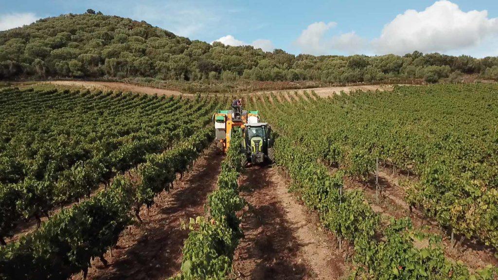 Domaine Renucci | Rencontre & Visite Domaine Renucci | Rencontre & Visite