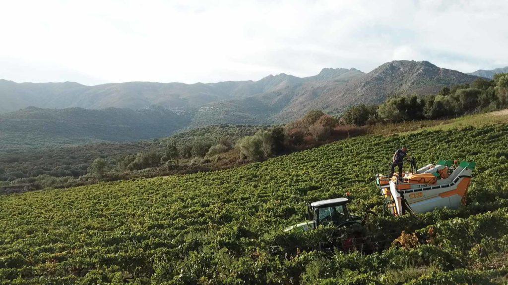 Domaine Renucci | Rencontre & Visite Domaine Renucci | Rencontre & Visite