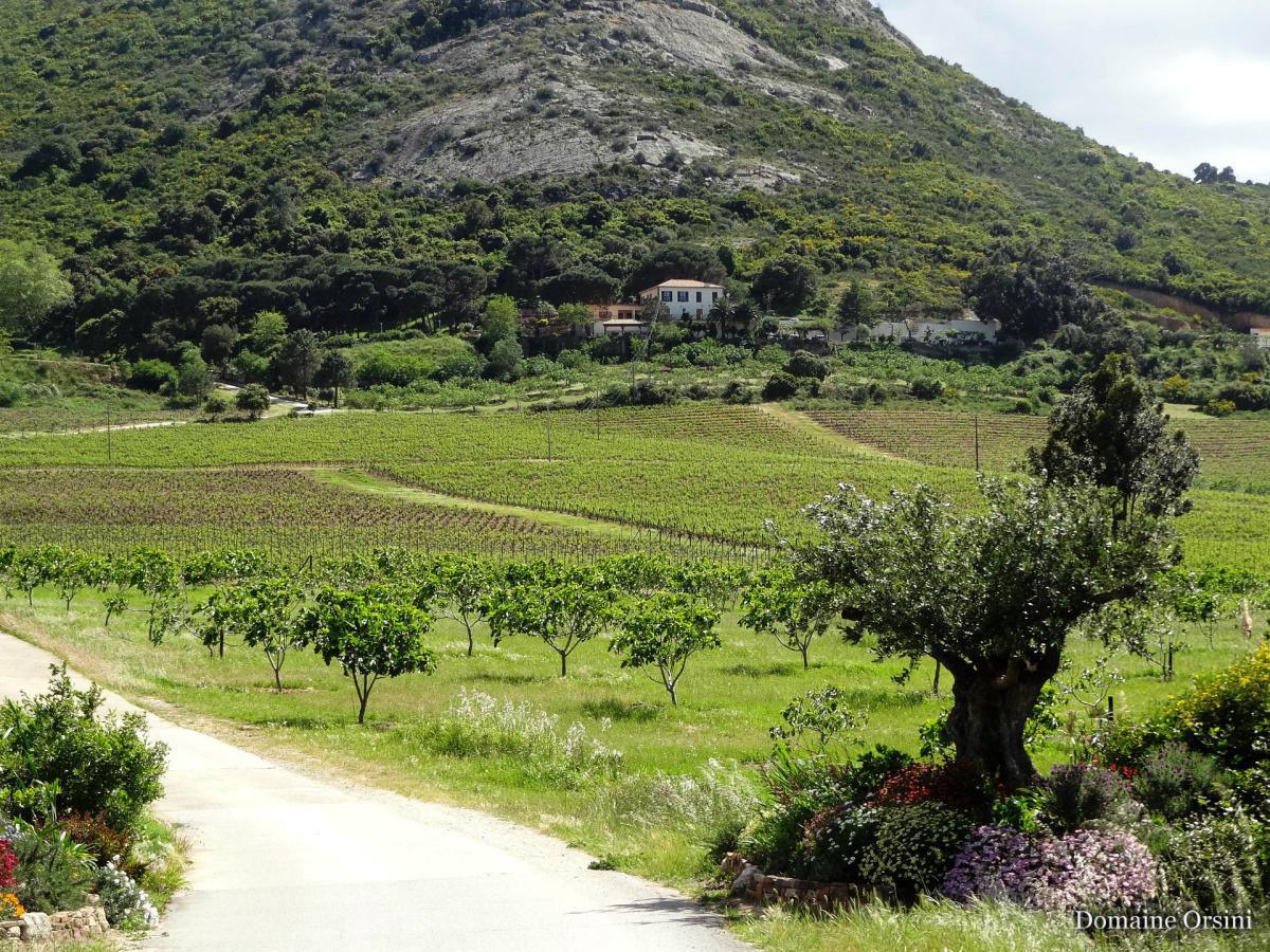 Domaine Orsini | Calenzana