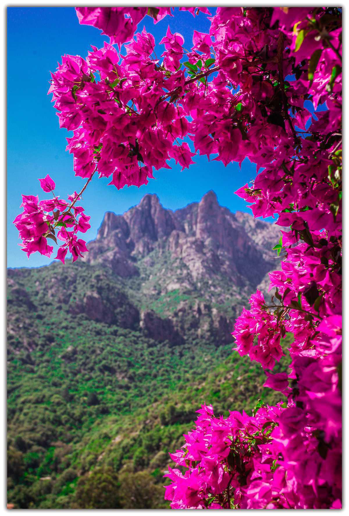 Zoom sur l'Hôtel Capo d'Orto *** | Porto Zoom sur l'Hôtel Capo d'Orto *** | Porto