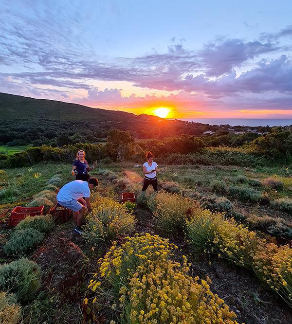 Mimalodrina Mimalodrina