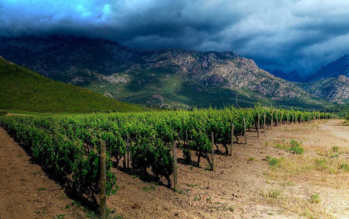 Domaine Alzipratu | AOP Calvi Domaine Alzipratu | AOP Calvi