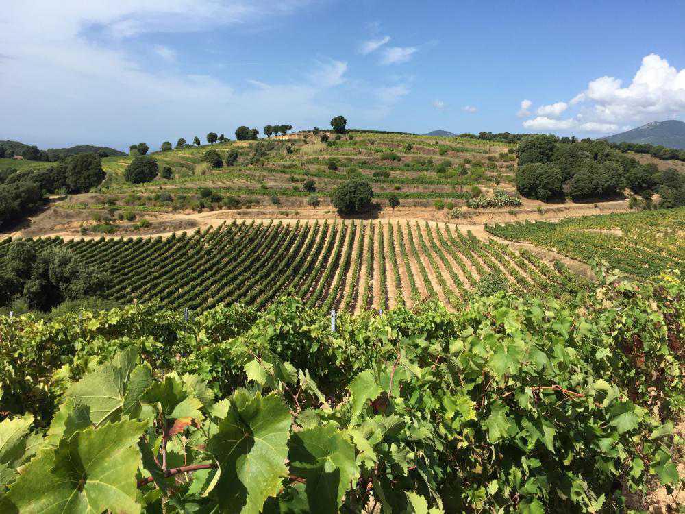 Vignoble Corse | Clos d'Alzeto