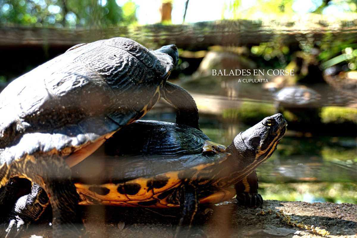 A Cupulatta | La cité des tortues