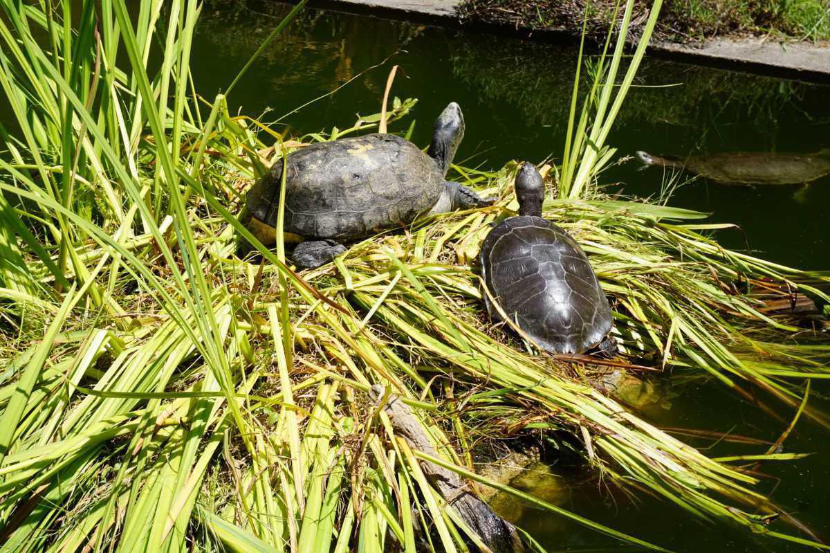 A Cupulatta | La cité des tortues A Cupulatta | La cité des tortues