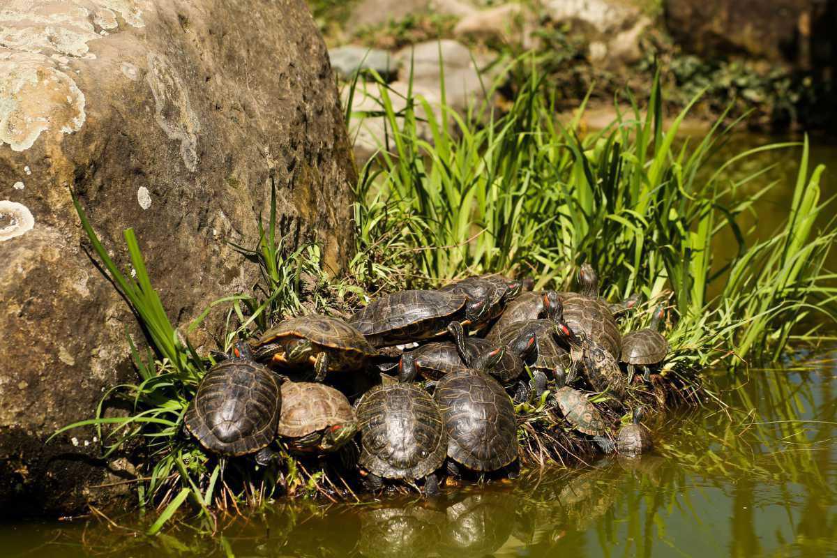 A Cupulatta | La cité des tortues A Cupulatta | La cité des tortues