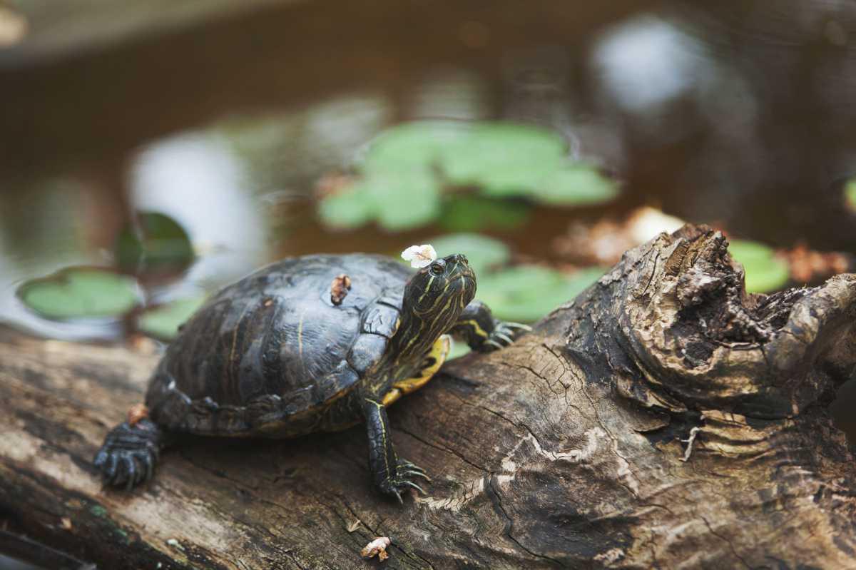A Cupulatta | La cité des tortues A Cupulatta | La cité des tortues
