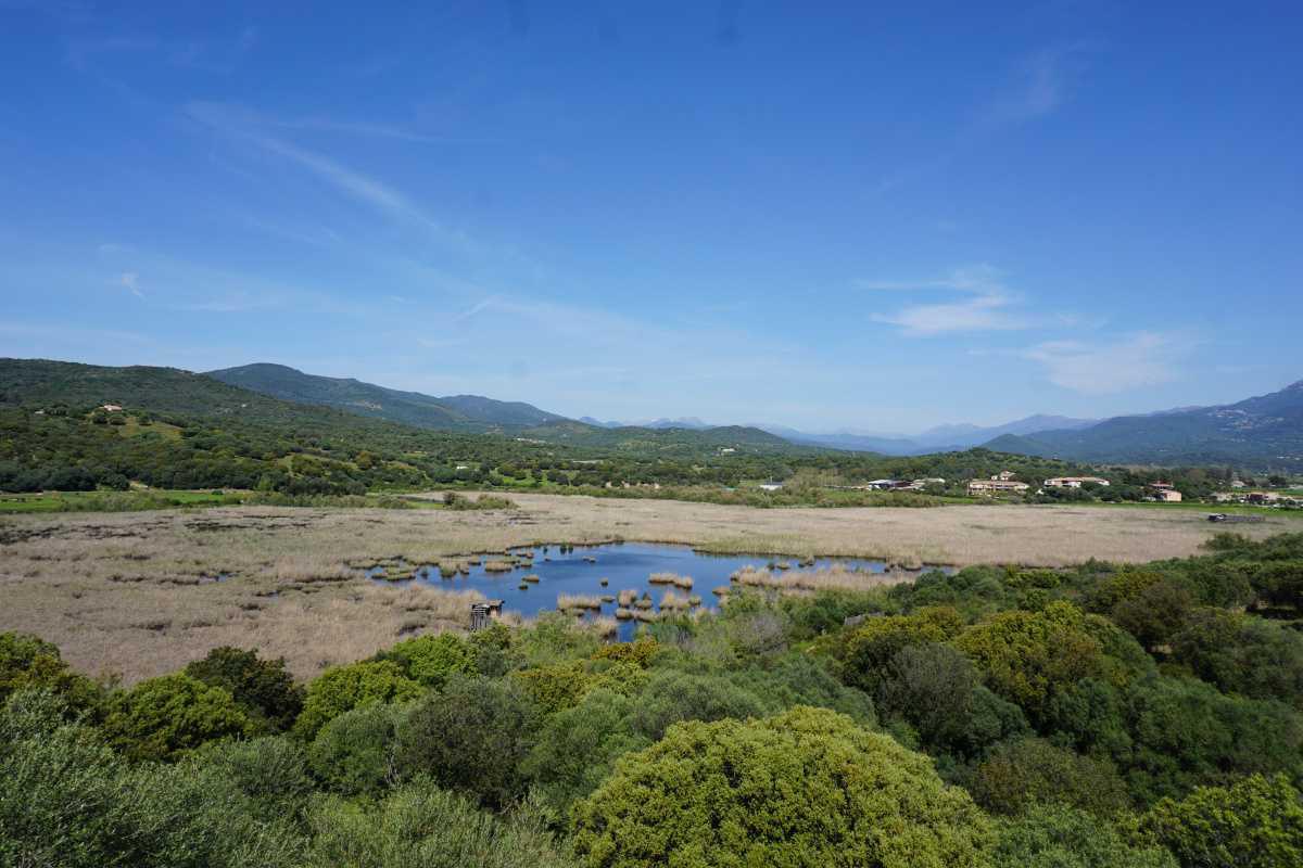 Étang de Tanchiccia Étang de Tanchiccia