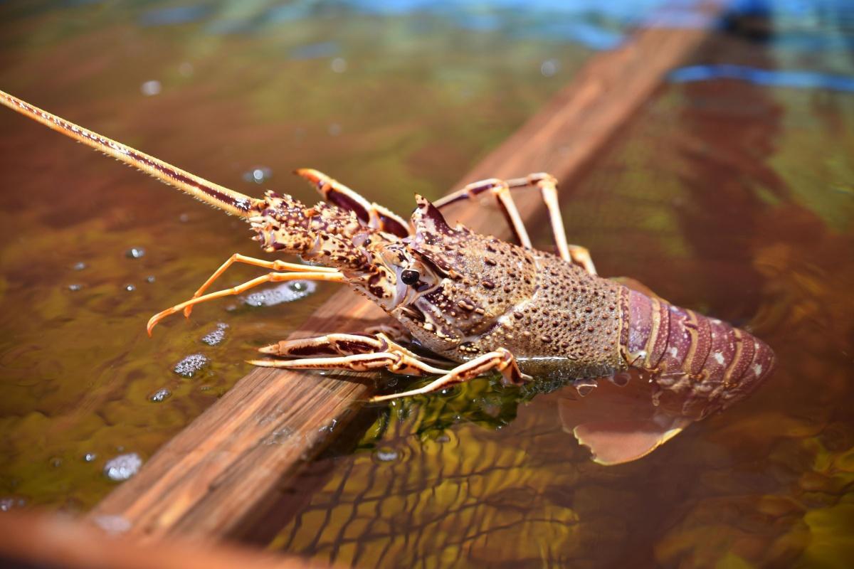  A MACCIOTTA "la maison de la langouste"