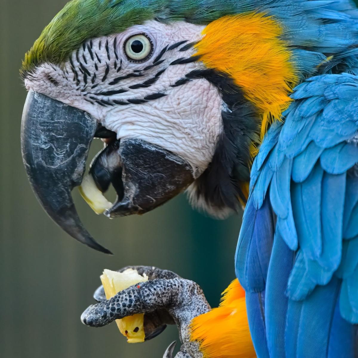 Corsica Zoo