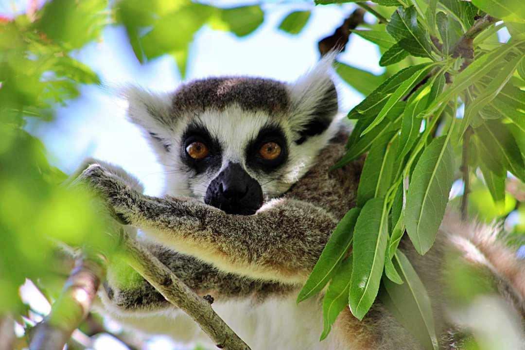 Corsica Zoo