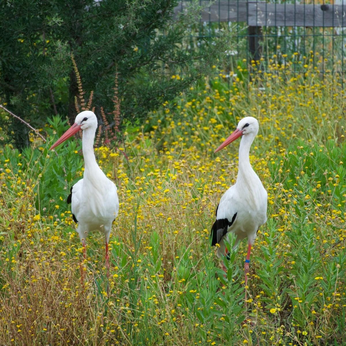 Corsica Zoo