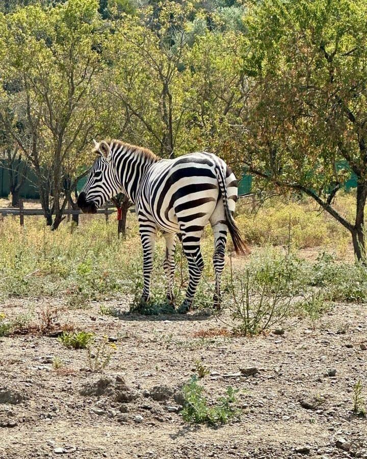 Corsica Zoo