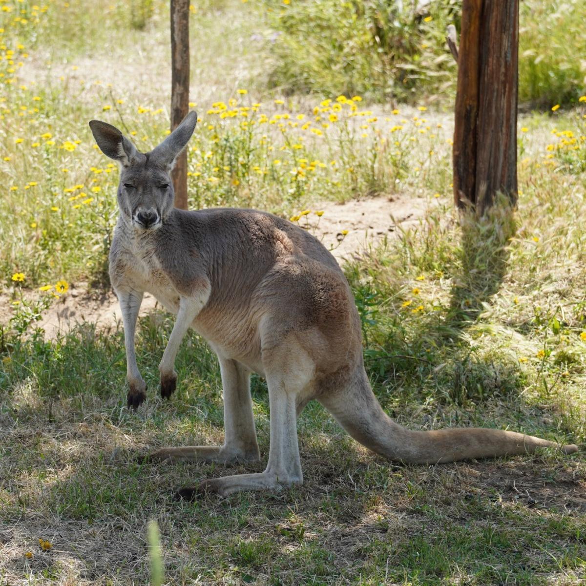 Corsica Zoo