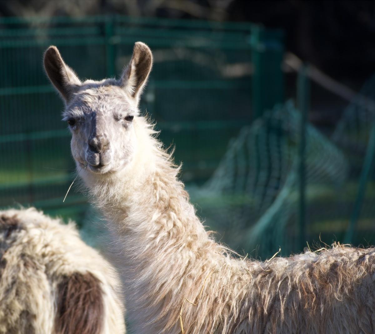 Corsica Zoo