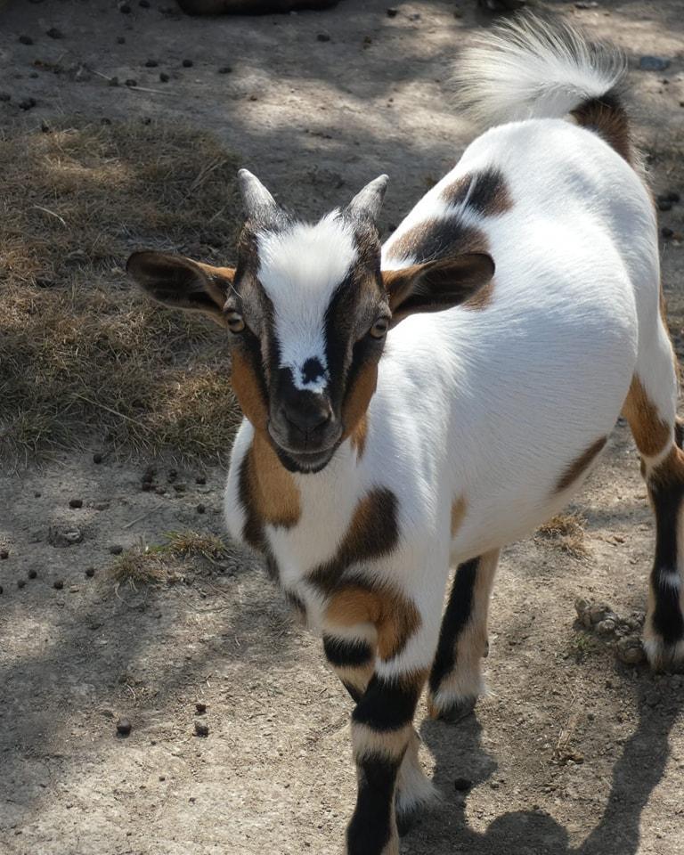 Corsica Zoo