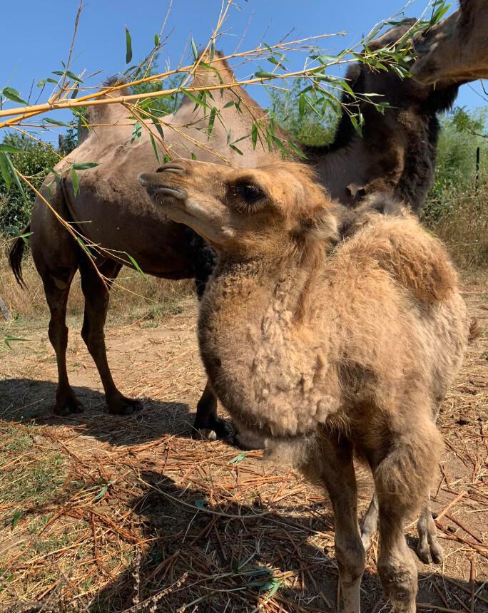 Corsica Zoo