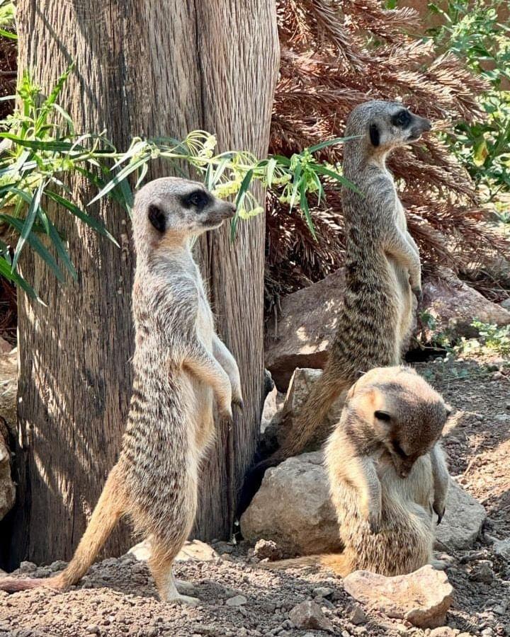 Corsica Zoo