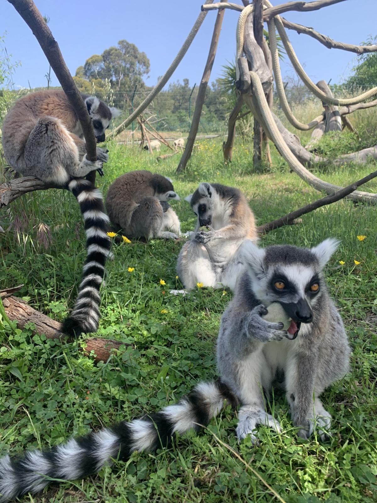 Corsica Zoo