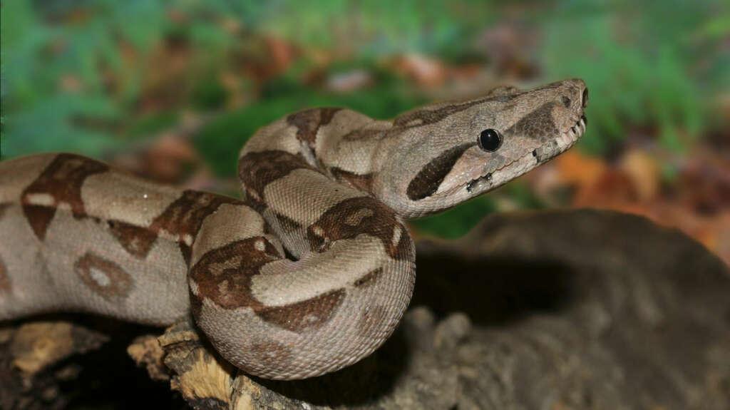Corsica Zoo