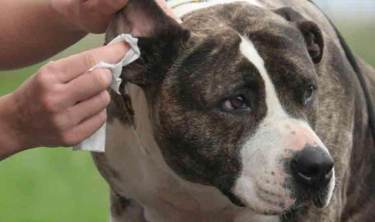 Nettoyer les oreilles de son chien.